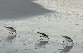birds on the beach