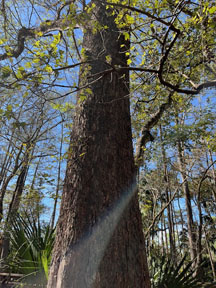 300 year old tree