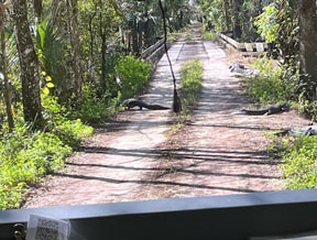 gators suning on the bridge