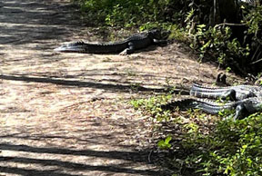 gators on the road