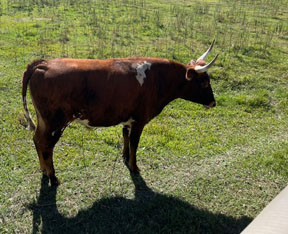 cow