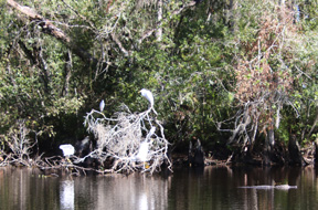 swamp