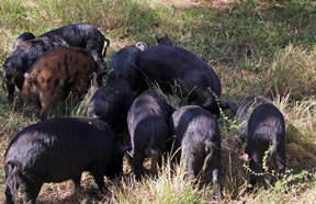 wild hogs