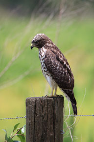 hawk