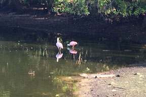 birds