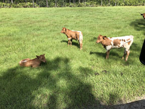 COWS